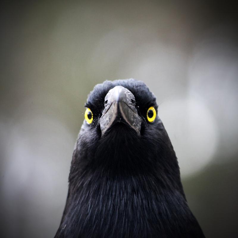 Pied Currawong (Strepera graculina)