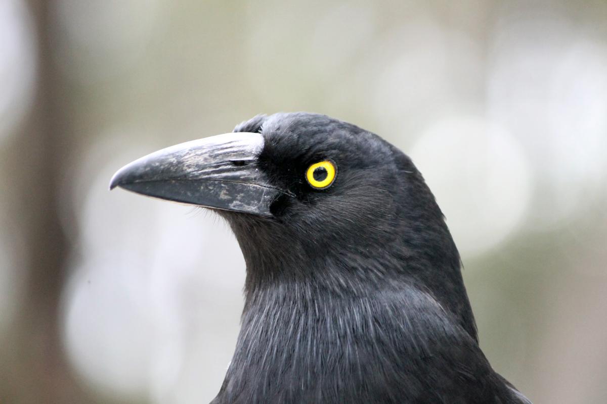 Pied Currawong (Strepera graculina)