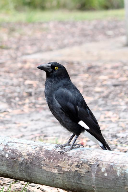 Pied Currawong (Strepera graculina)