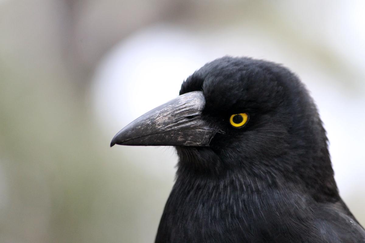 Pied Currawong (Strepera graculina)