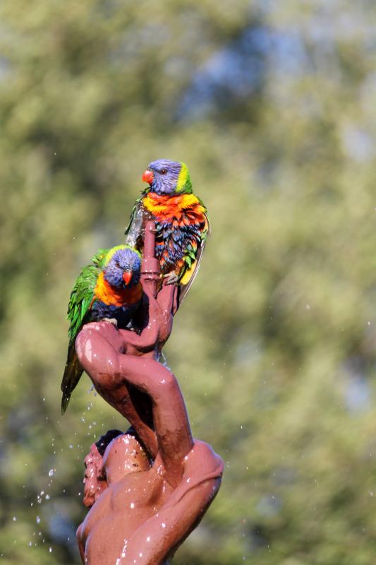 Rainbow Lorikeet (Trichoglossus haematodus)