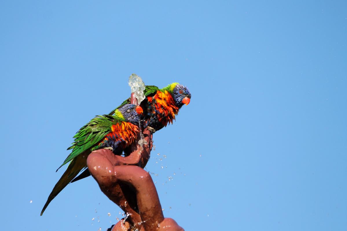 Rainbow Lorikeet (Trichoglossus haematodus)