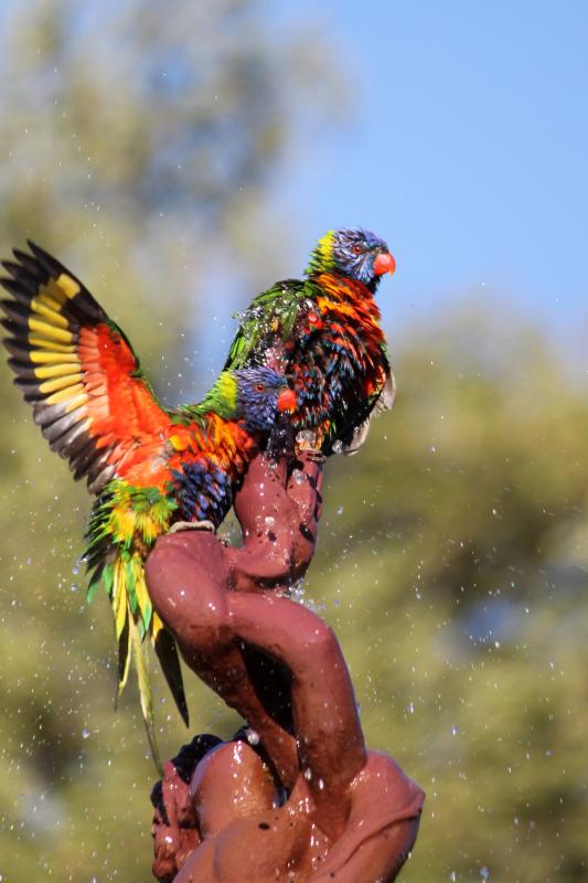 Rainbow Lorikeet (Trichoglossus haematodus)