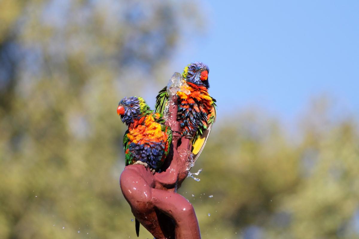 Rainbow Lorikeet (Trichoglossus haematodus)