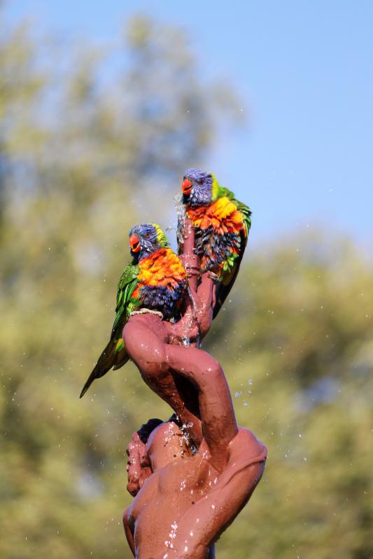 Rainbow Lorikeet (Trichoglossus haematodus)