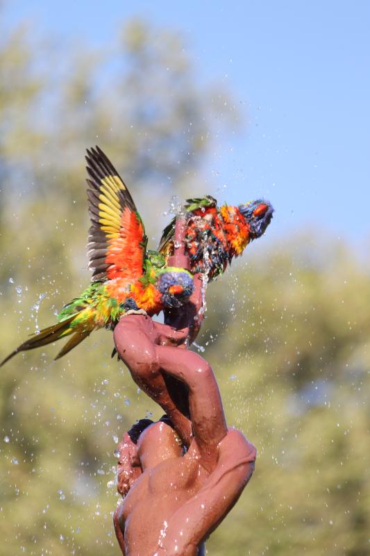 Rainbow Lorikeet (Trichoglossus haematodus)