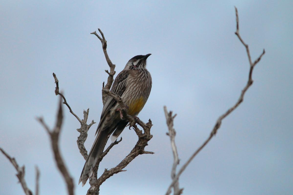 Red Wattlebird (Anthochaera carunculata)