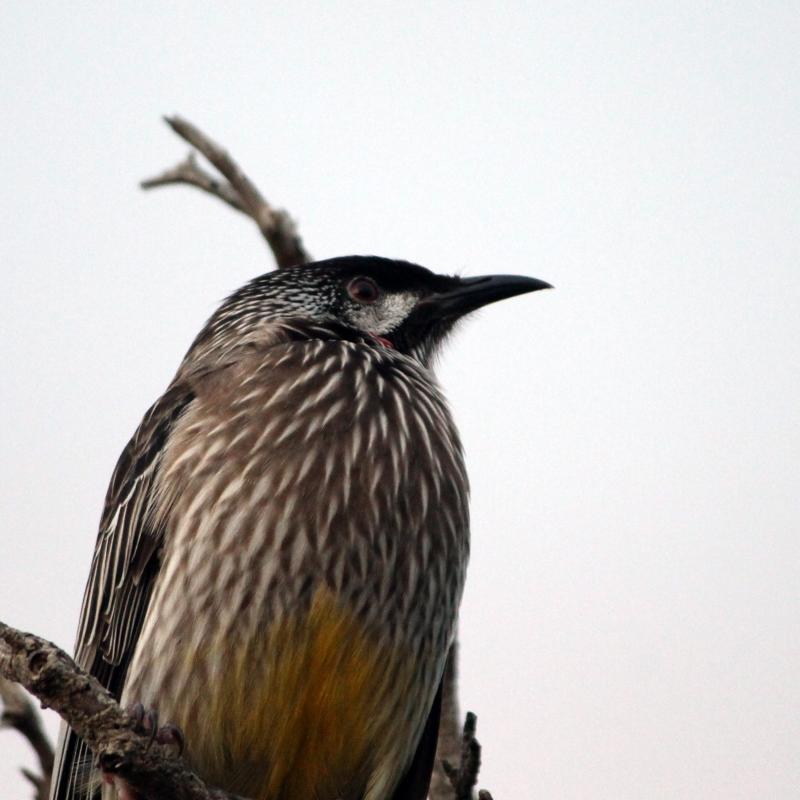 Red Wattlebird (Anthochaera carunculata)