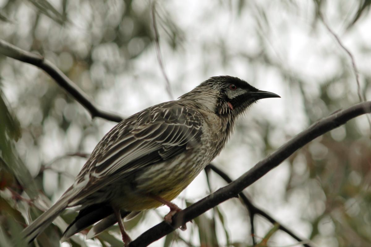 Red Wattlebird (Anthochaera carunculata)