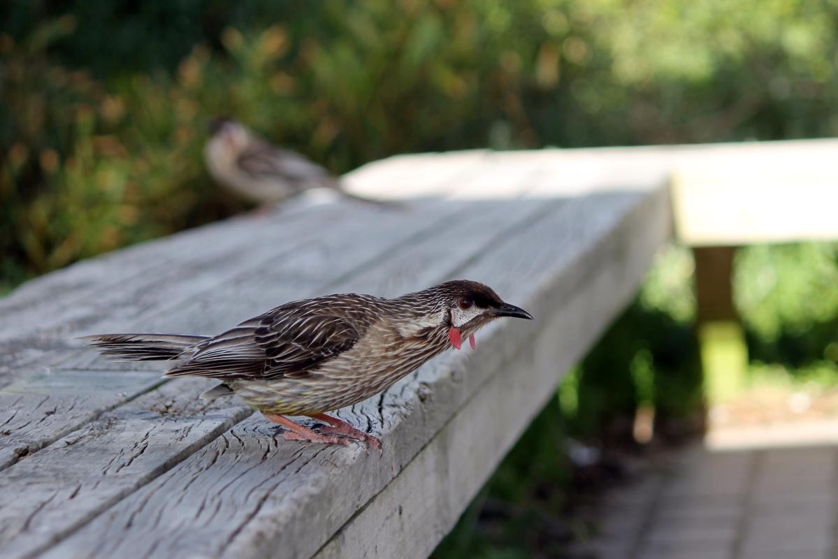 Red Wattlebird (Anthochaera carunculata)