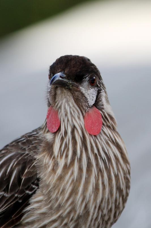 Red Wattlebird (Anthochaera carunculata)