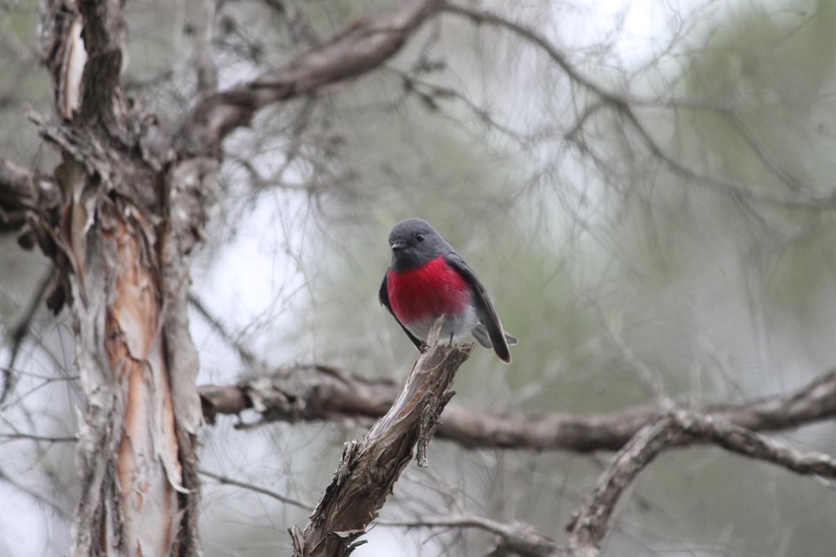 Rose Robin (Petroica rosea)