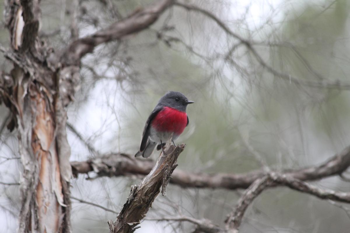 Rose Robin (Petroica rosea)