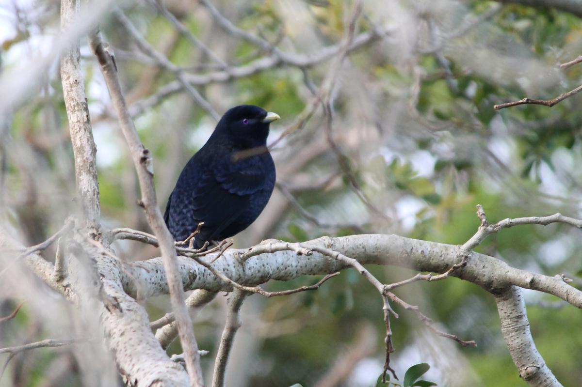 Satin Bowerbird (Ptilonorhynchus violaceus)