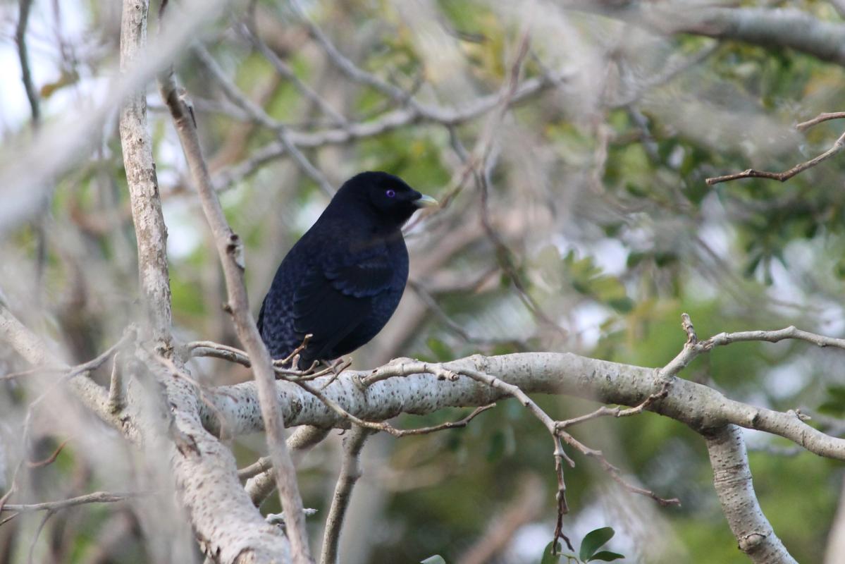 Satin Bowerbird (Ptilonorhynchus violaceus)