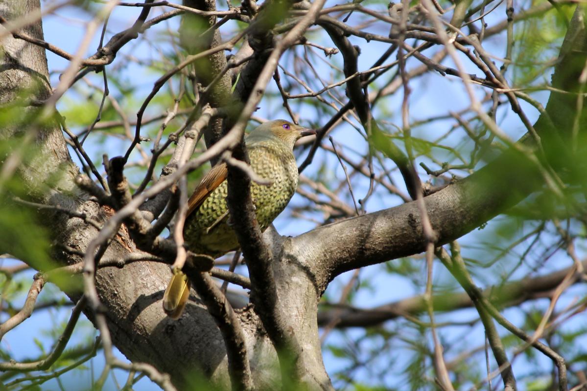 Satin Bowerbird (Ptilonorhynchus violaceus)