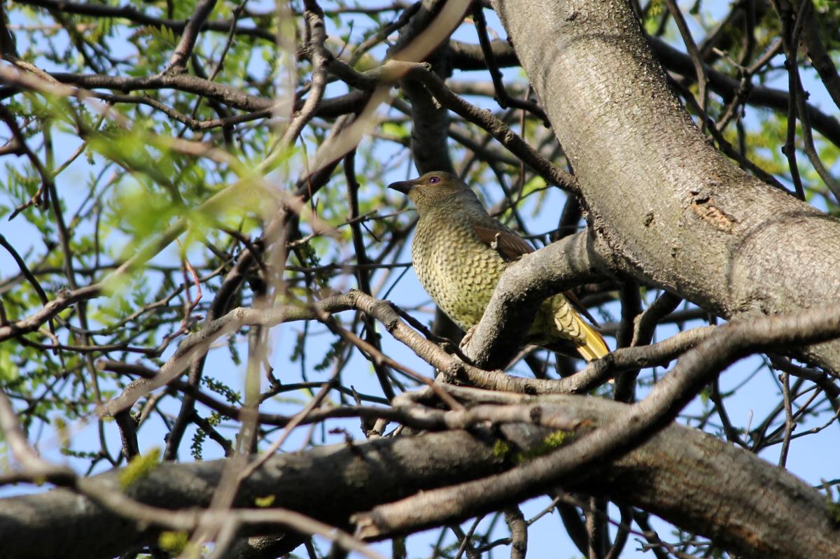 Satin Bowerbird (Ptilonorhynchus violaceus)