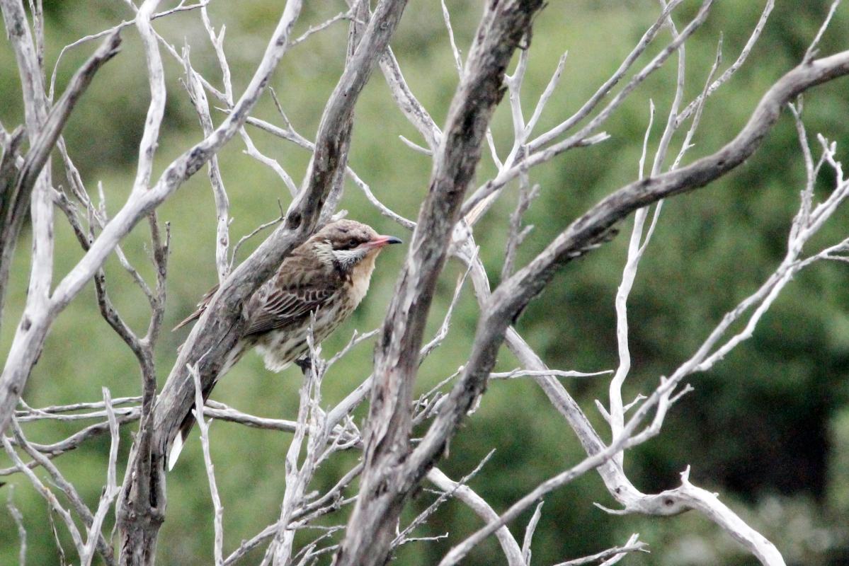 Spiny-cheeked Honeyeater (Acanthagenys rufogularis)