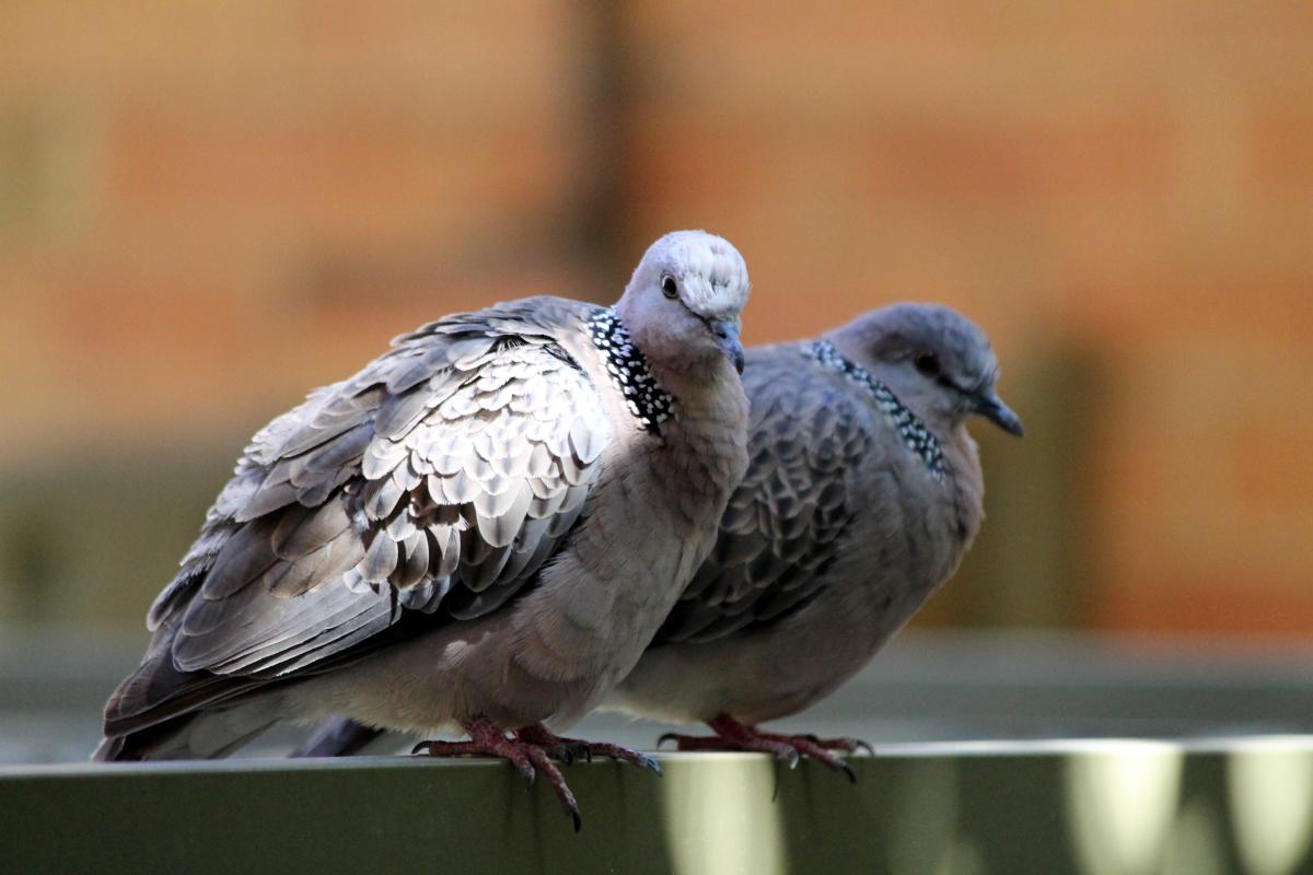 Spotted Dove (Spilopelia chinensis)