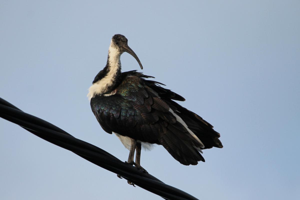 Straw-necked Ibis (Threskiornis spinicollis)