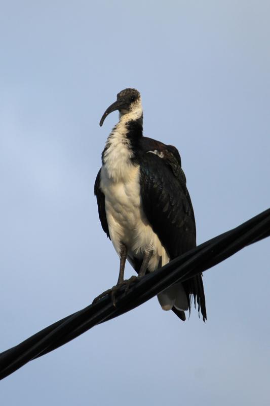 Straw-necked Ibis (Threskiornis spinicollis)