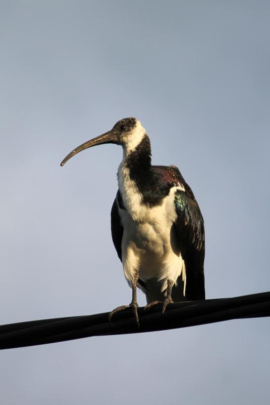 Straw-necked Ibis (Threskiornis spinicollis)