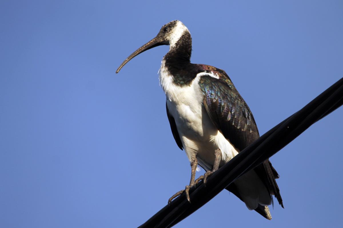 Straw-necked Ibis (Threskiornis spinicollis)