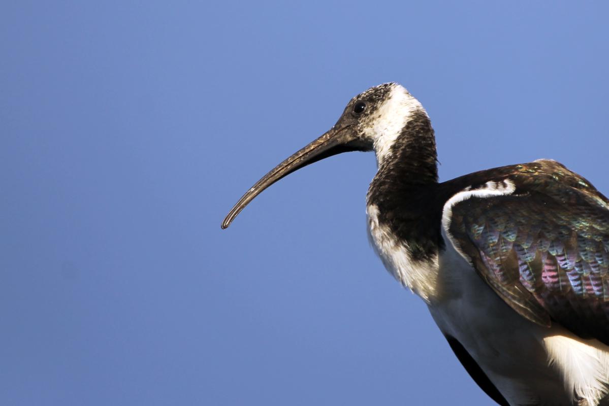 Straw-necked Ibis (Threskiornis spinicollis)