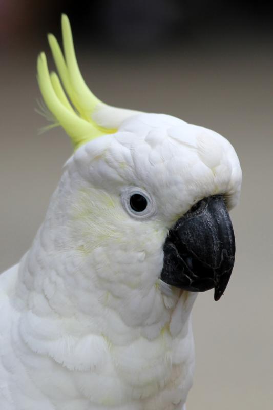 Sulphur-crested Cockatoo (Cacatua galerita)