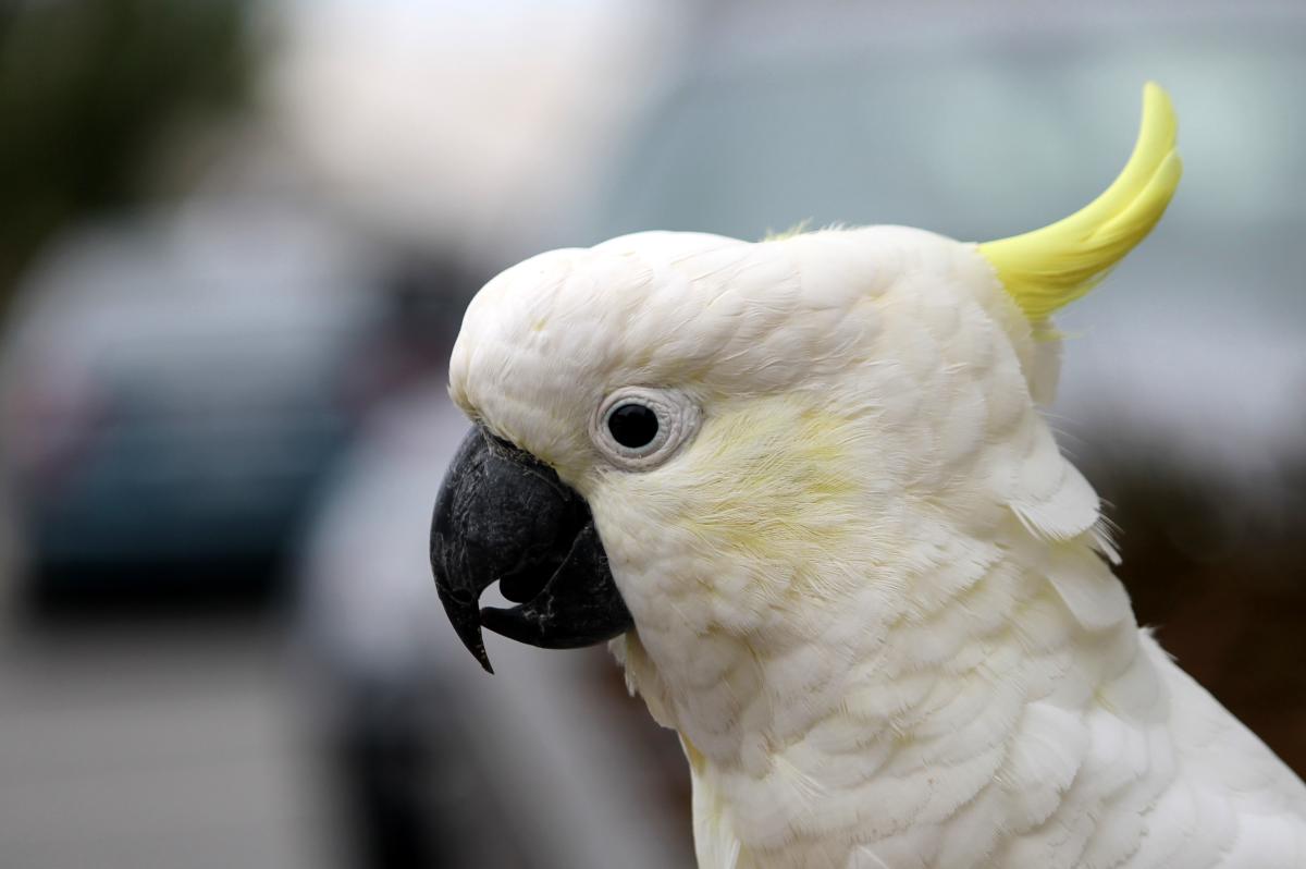 Sulphur-crested Cockatoo (Cacatua galerita)