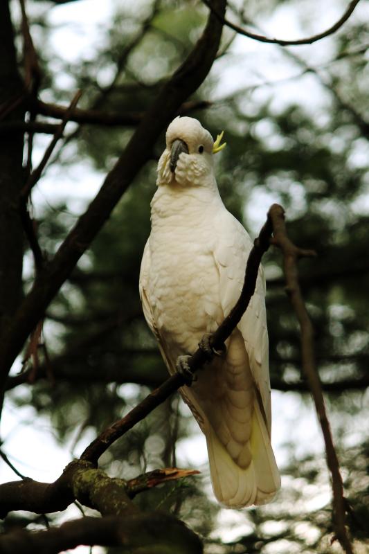 Sulphur-crested Cockatoo (Cacatua galerita)