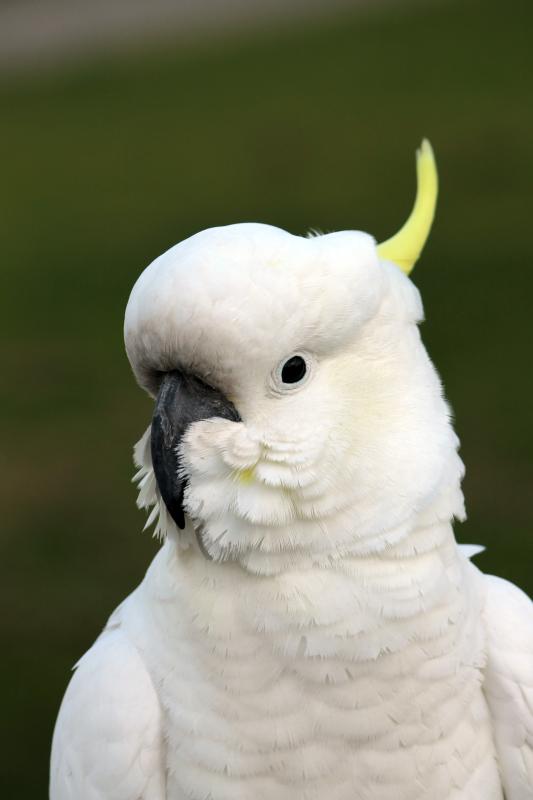 Sulphur-crested Cockatoo (Cacatua galerita)