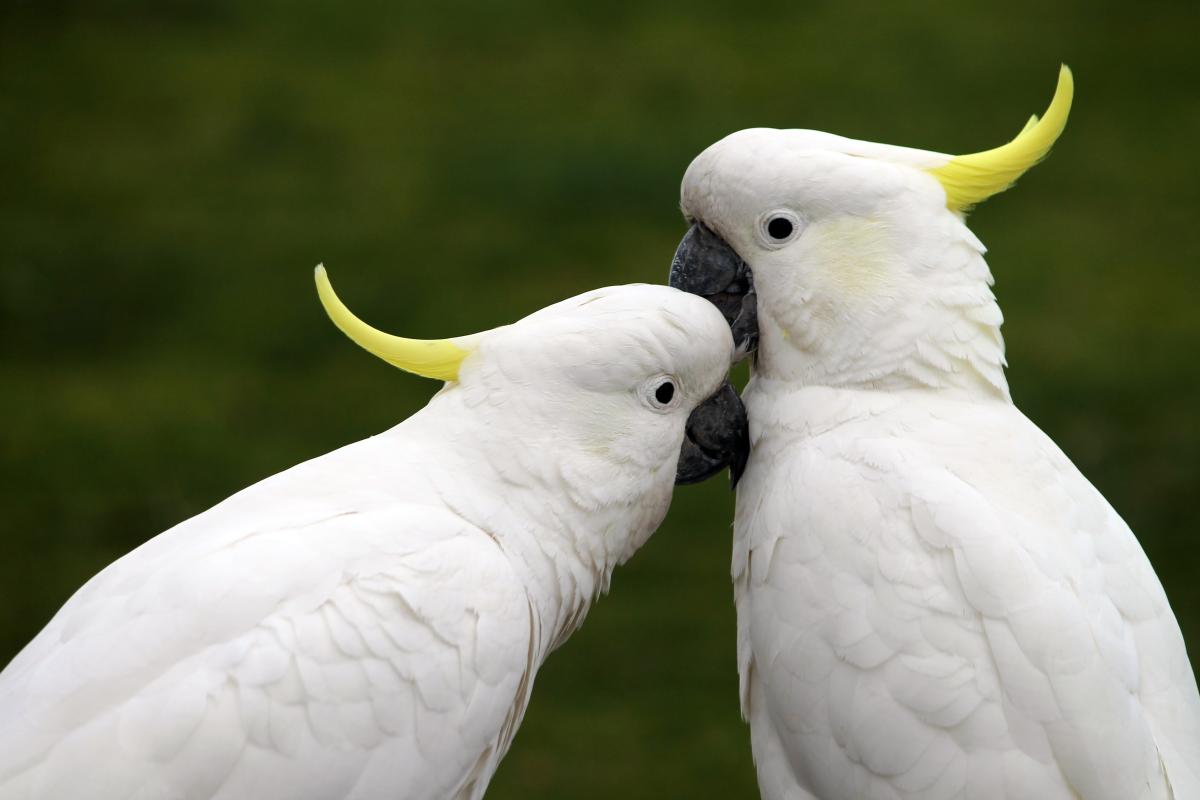 Sulphur-crested Cockatoo (Cacatua galerita)