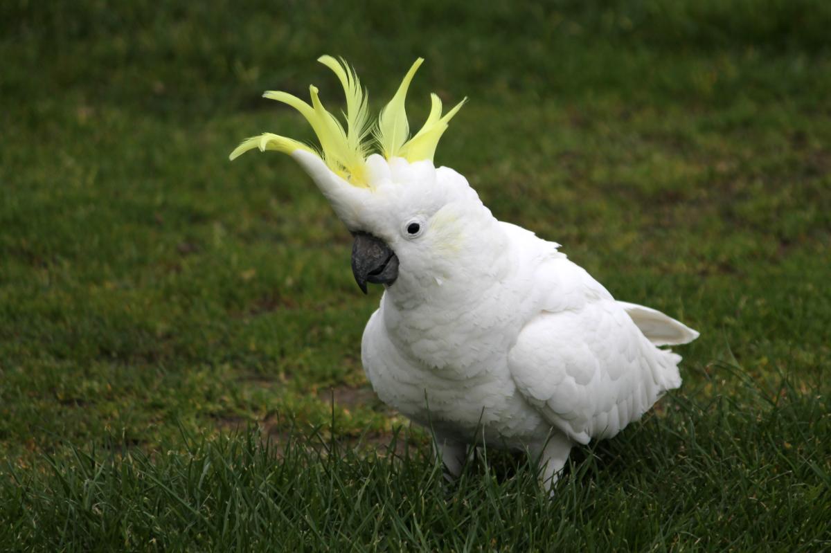 Sulphur-crested Cockatoo (Cacatua galerita)