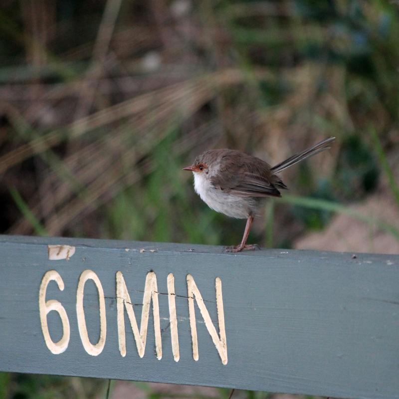 Superb Fairywren (Malurus cyaneus)