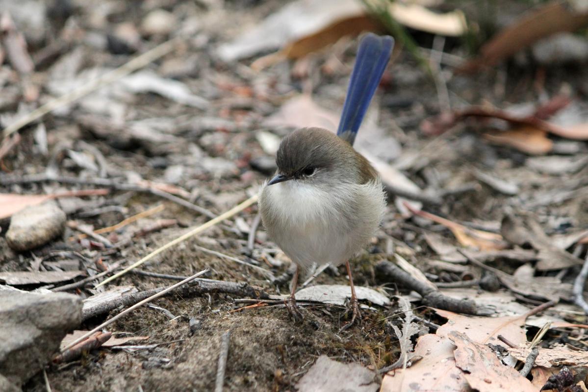 Superb Fairywren (Malurus cyaneus)