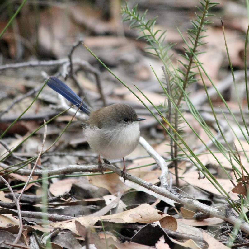 Superb Fairywren (Malurus cyaneus)