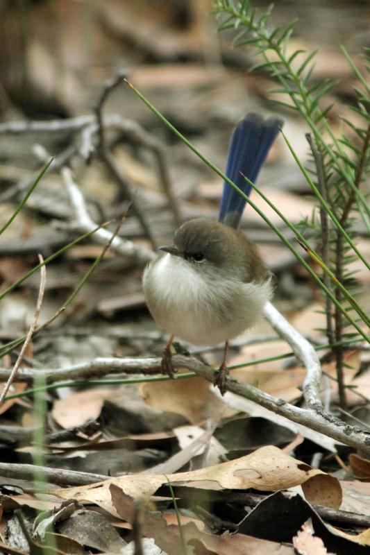 Superb Fairywren (Malurus cyaneus)