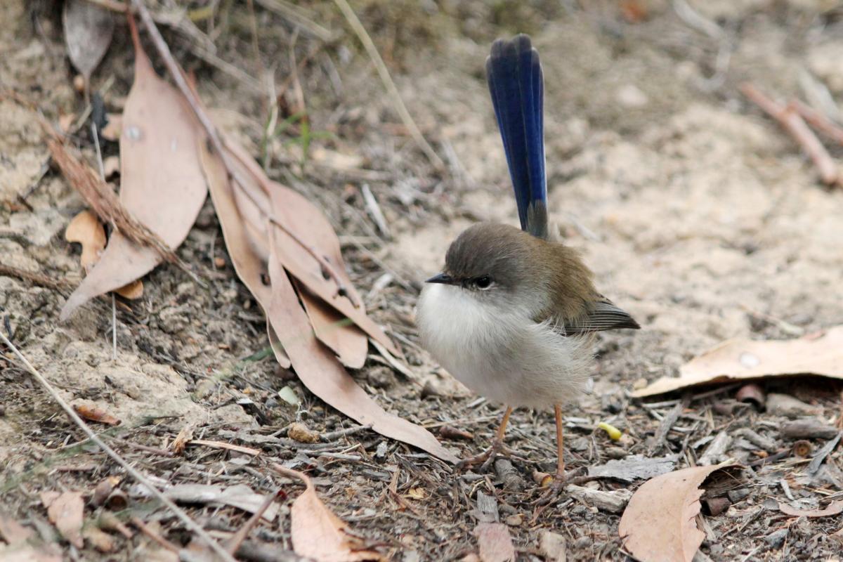 Superb Fairywren (Malurus cyaneus)