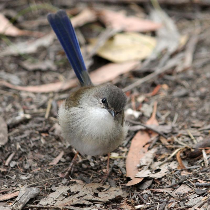 Superb Fairywren (Malurus cyaneus)