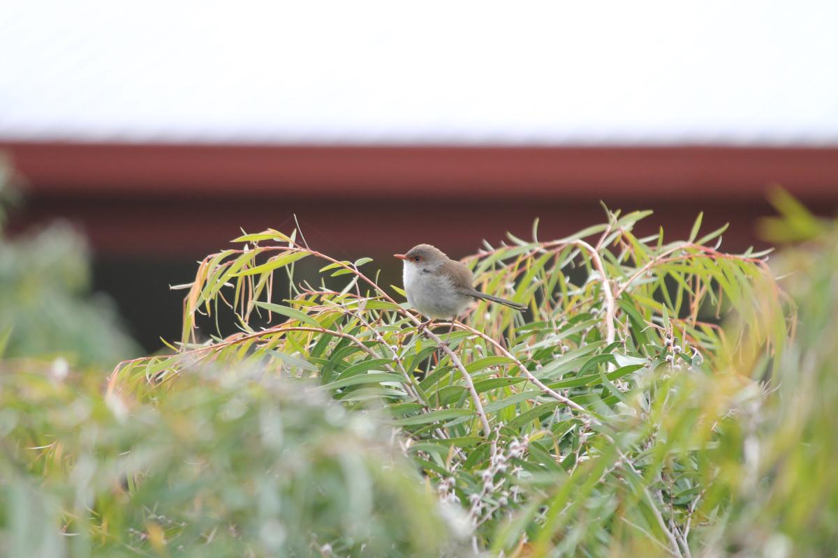 Superb Fairywren (Malurus cyaneus)