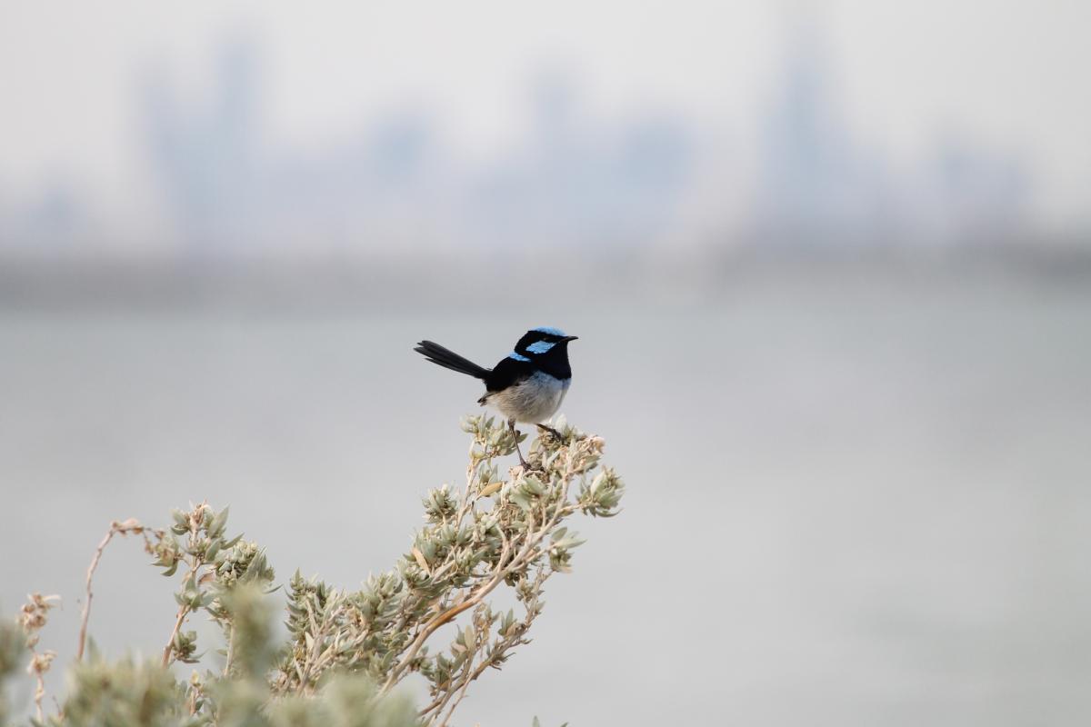 Superb Fairywren (Malurus cyaneus)