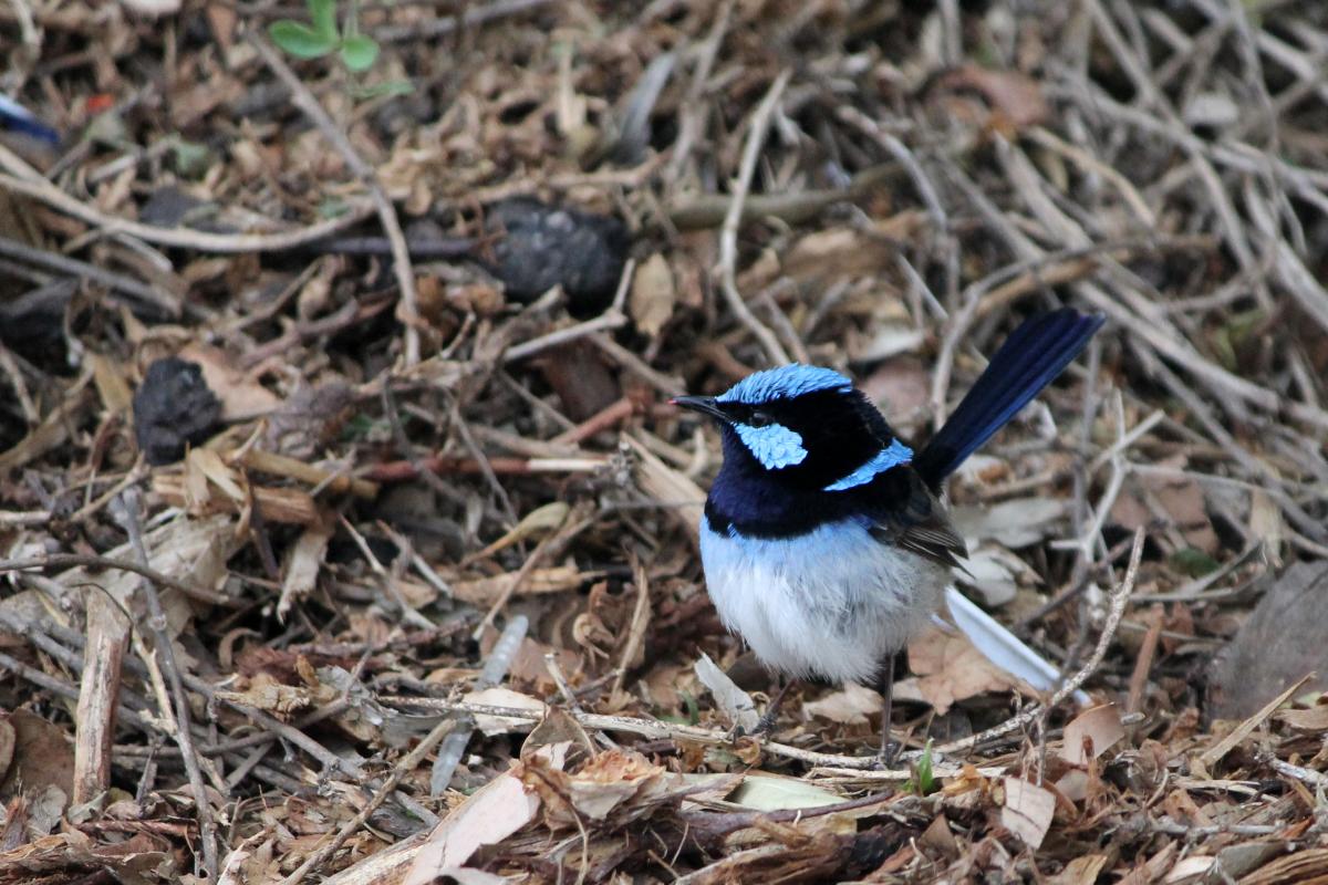 Superb Fairywren (Malurus cyaneus)