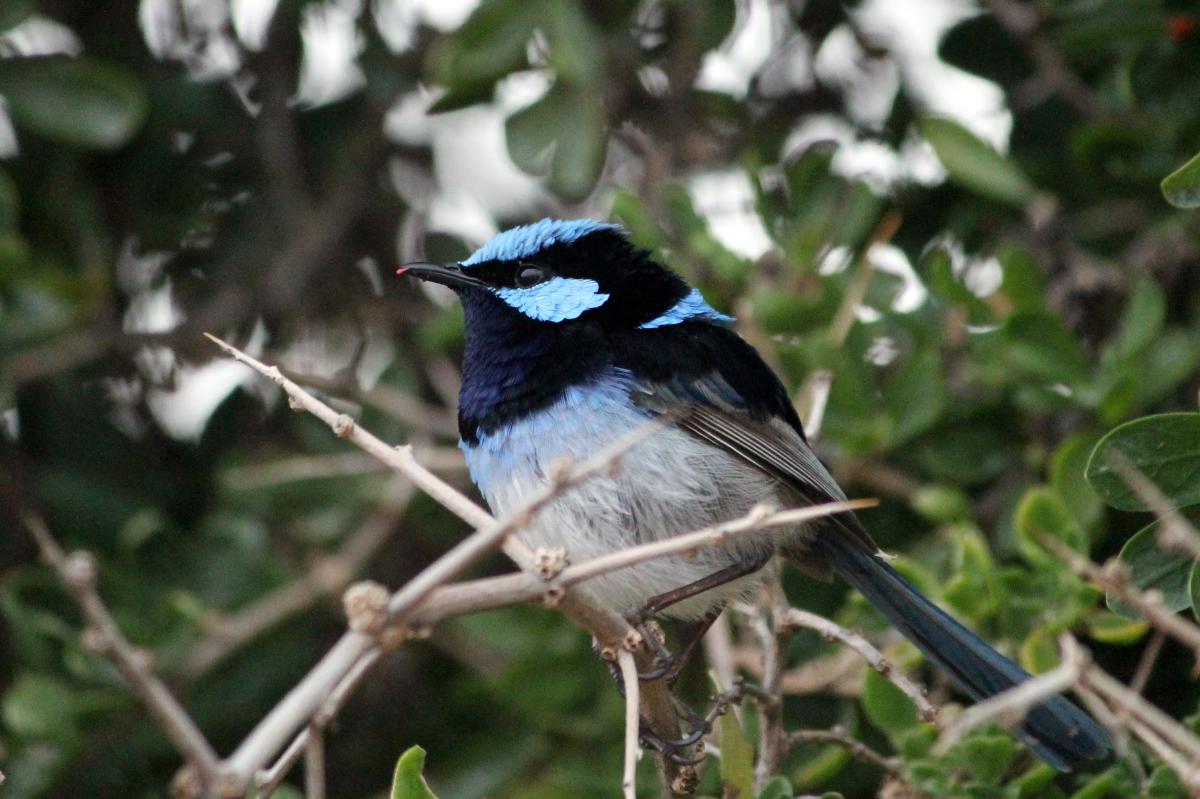 Superb Fairywren (Malurus cyaneus)