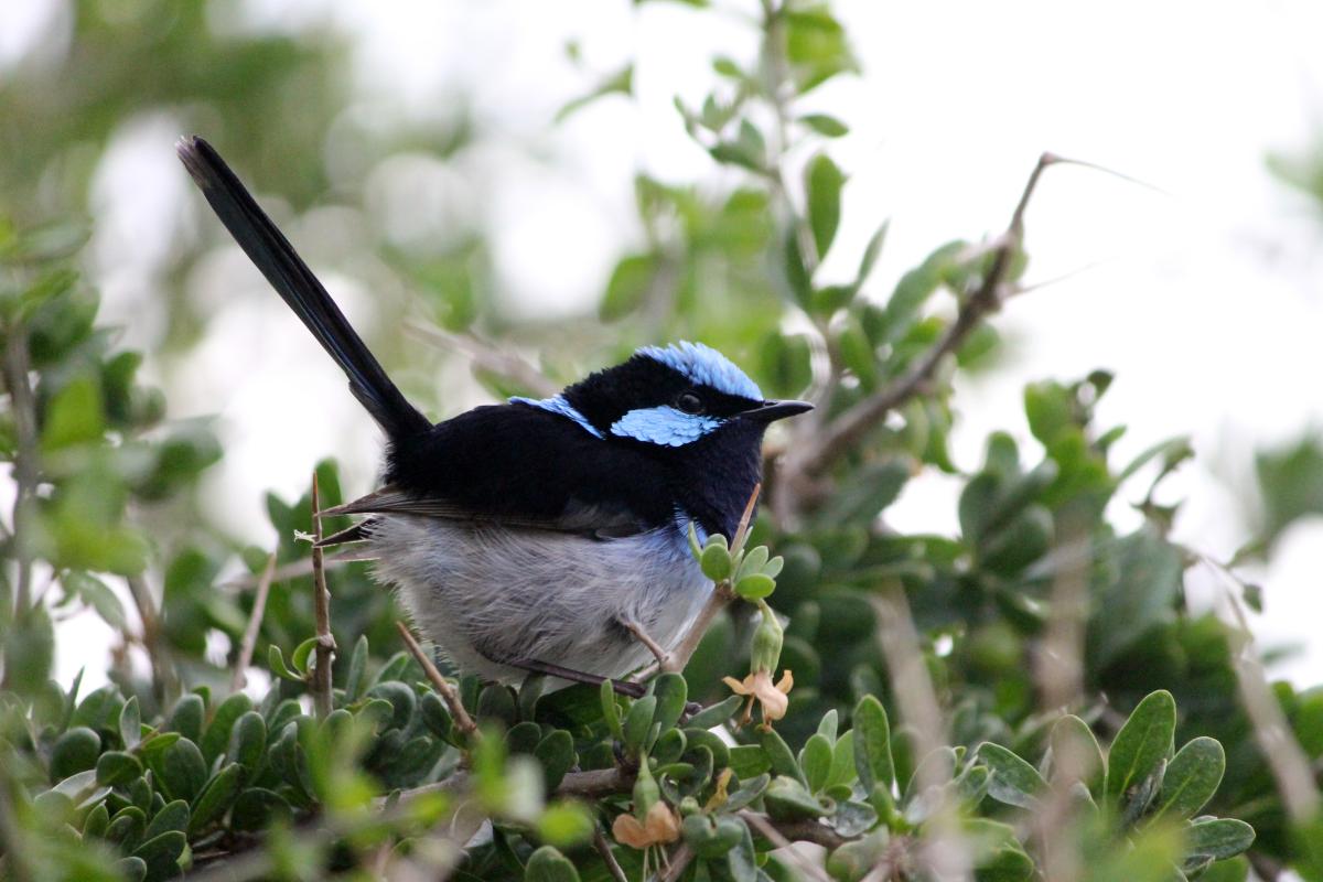 Superb Fairywren (Malurus cyaneus)