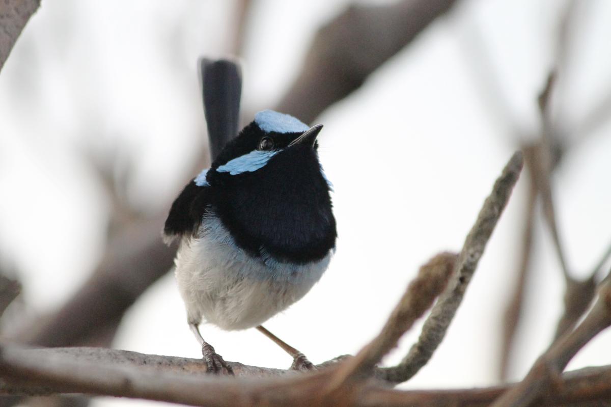 Superb Fairywren (Malurus cyaneus)