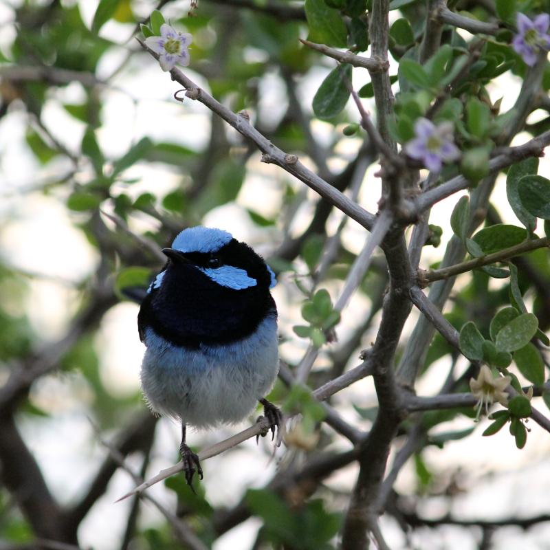 Superb Fairywren (Malurus cyaneus)