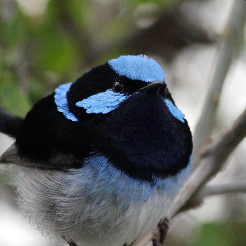 Superb Fairywren (Malurus cyaneus)