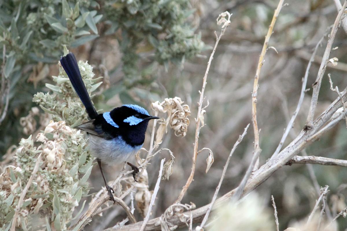 Superb Fairywren (Malurus cyaneus)