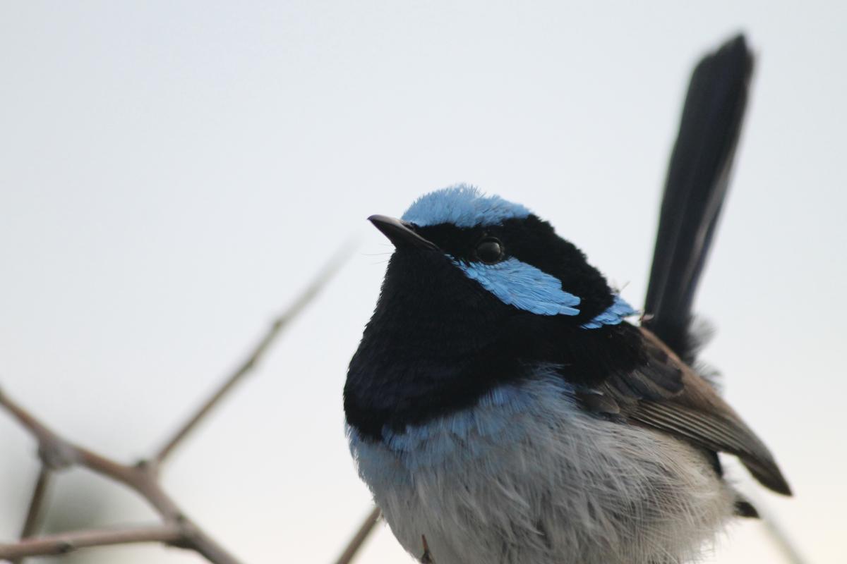 Superb Fairywren (Malurus cyaneus)